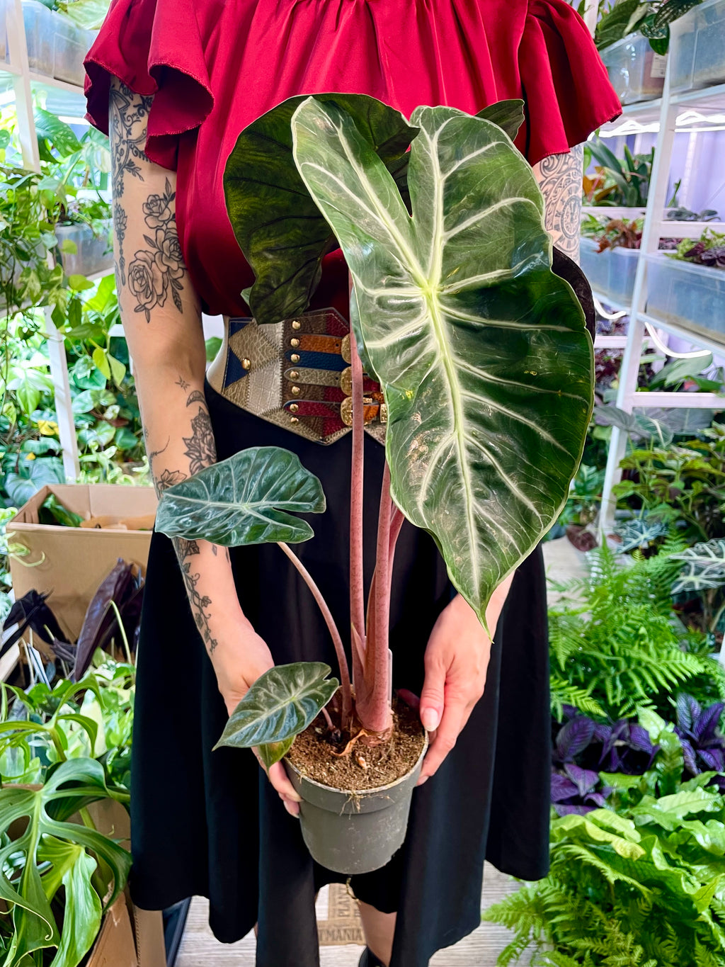 Alocasia Pink Dragon fi14