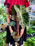 Alocasia Pink Dragon fi14