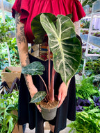 Alocasia Pink Dragon fi14