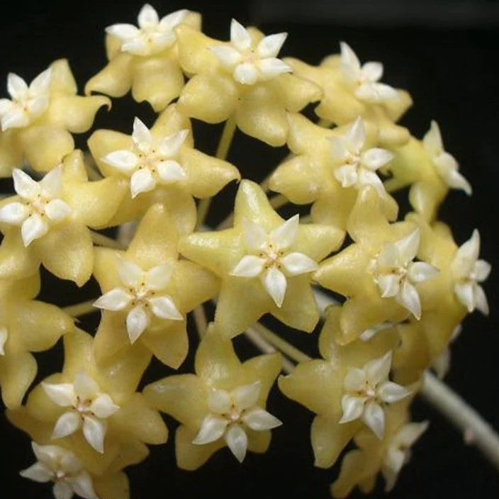 Hoya Nicholsoniae New Guinea Ghost fi8