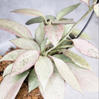 Hoya Nicholsoniae New Guinea Ghost fi8