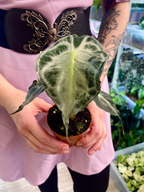 Alocasia Venom fi8