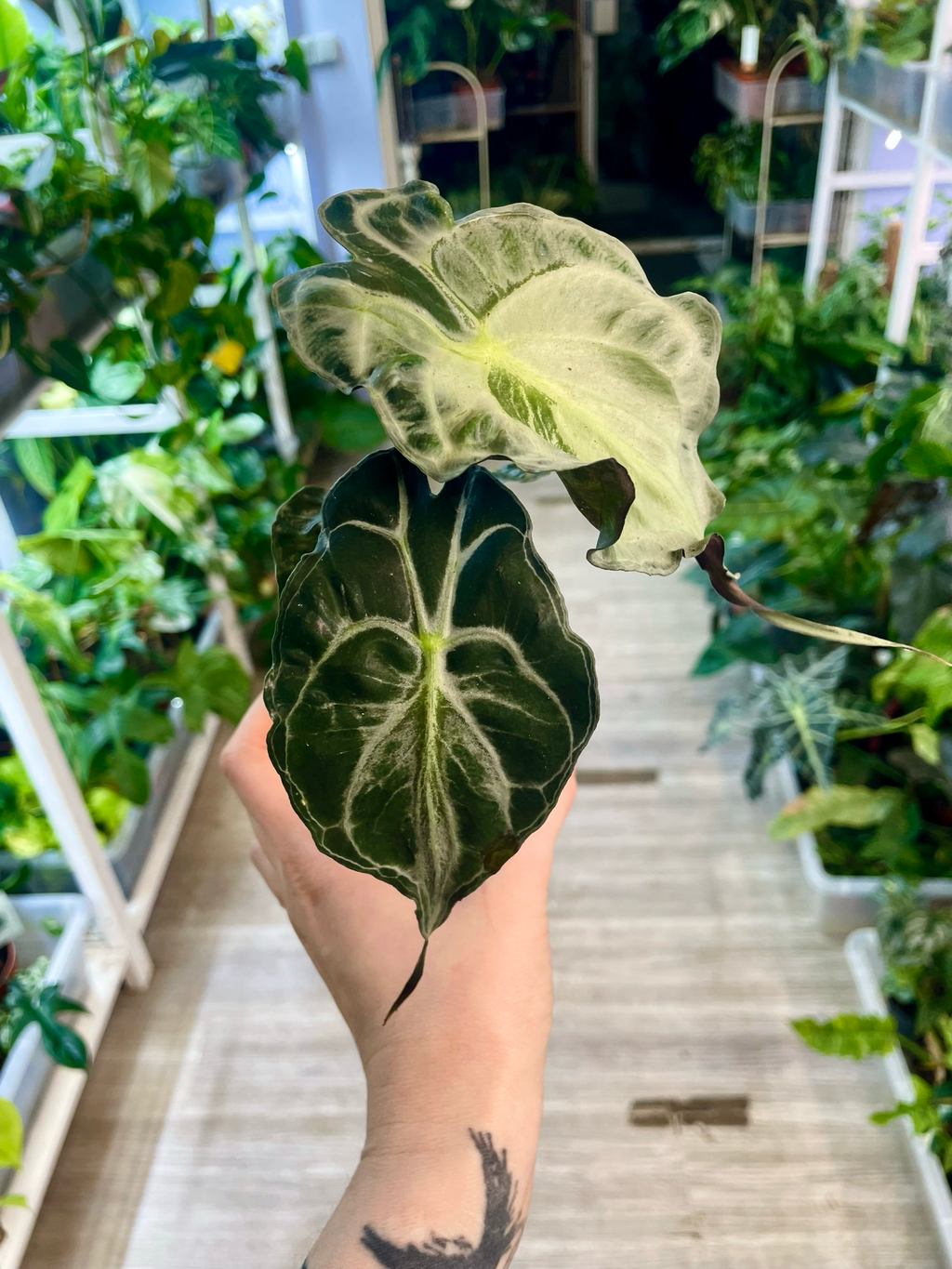 Alocasia Venom fi8