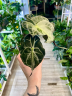 Alocasia Venom fi8