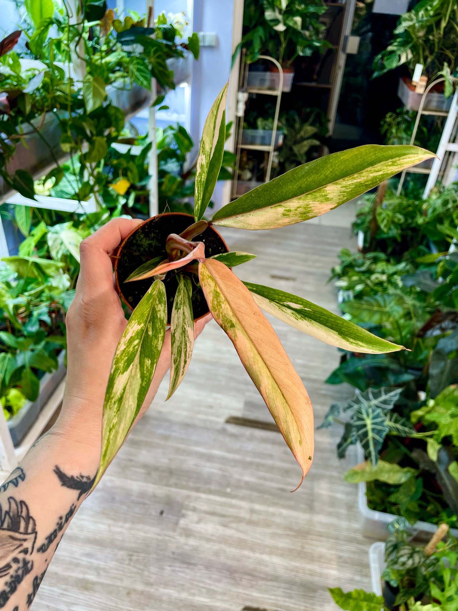 Philodendron Caramel Marble fi8
