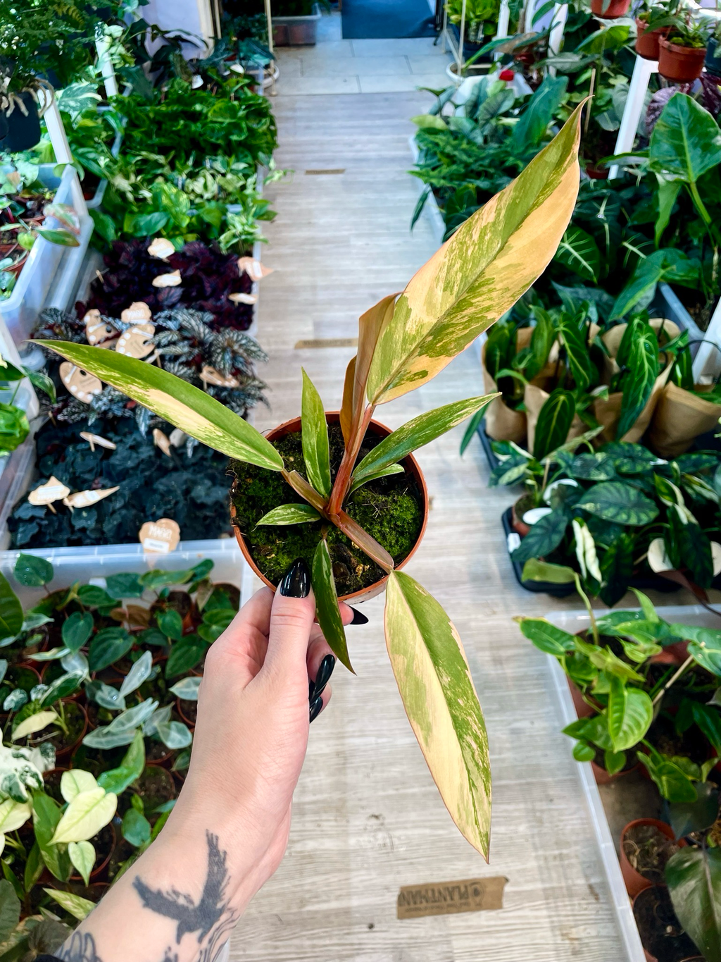 Philodendron Caramel Marble fi8