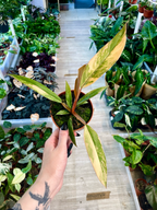 Philodendron Caramel Marble fi8