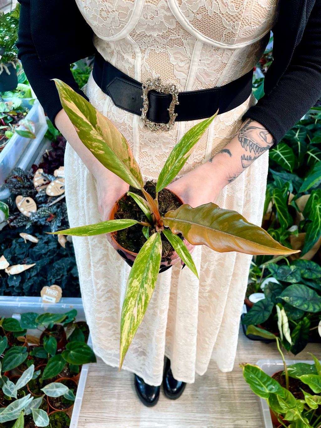 Philodendron Caramel Marble fi8