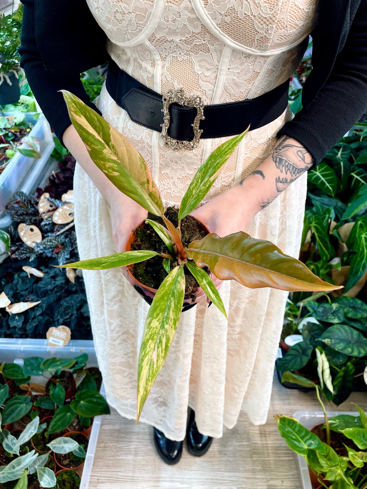 Philodendron Caramel Marble fi8