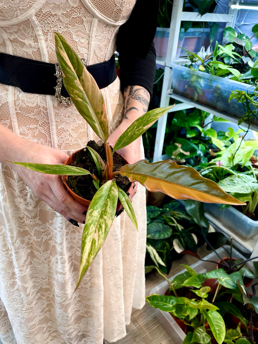 Philodendron Caramel Marble fi8