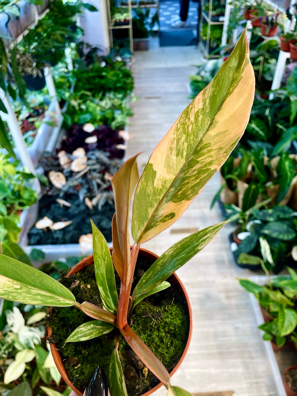 Philodendron Caramel Marble fi8