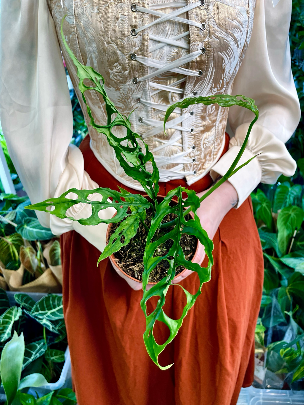 Monstera Obliqua Peru fi12
