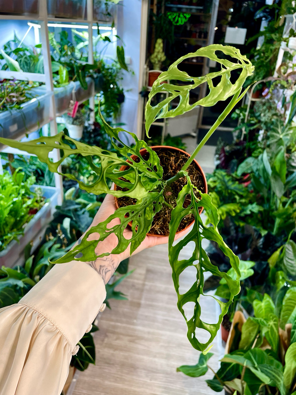 Monstera Obliqua Peru fi12