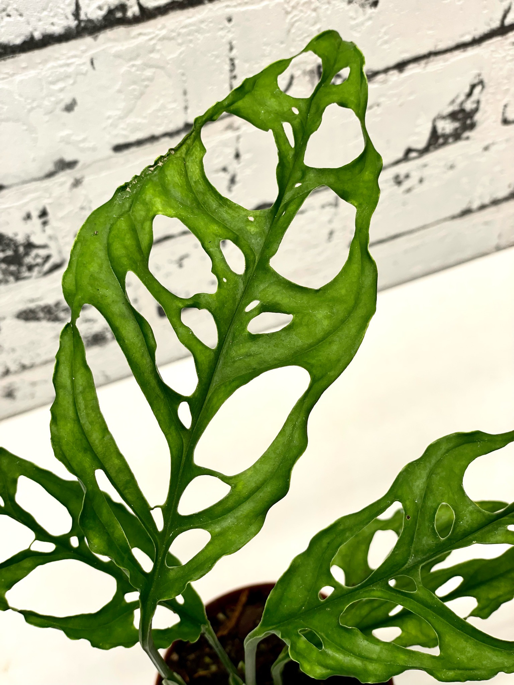 Monstera Obliqua Peru fi12