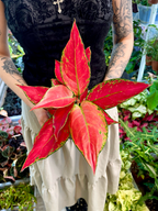 Agleonema Cherry Baby fi12