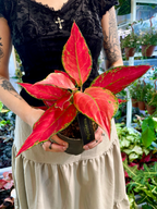 Agleonema Cherry Baby fi12