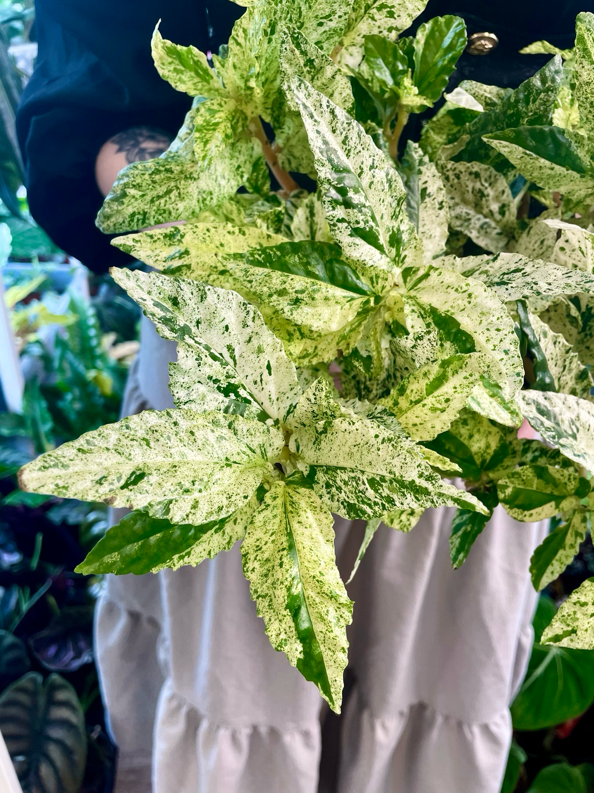 Pellionia repens Variegata fi12