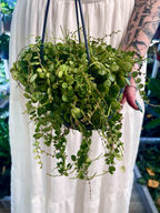 Peperomia prostrata string of turtles (niz kornjača) visilica fi14