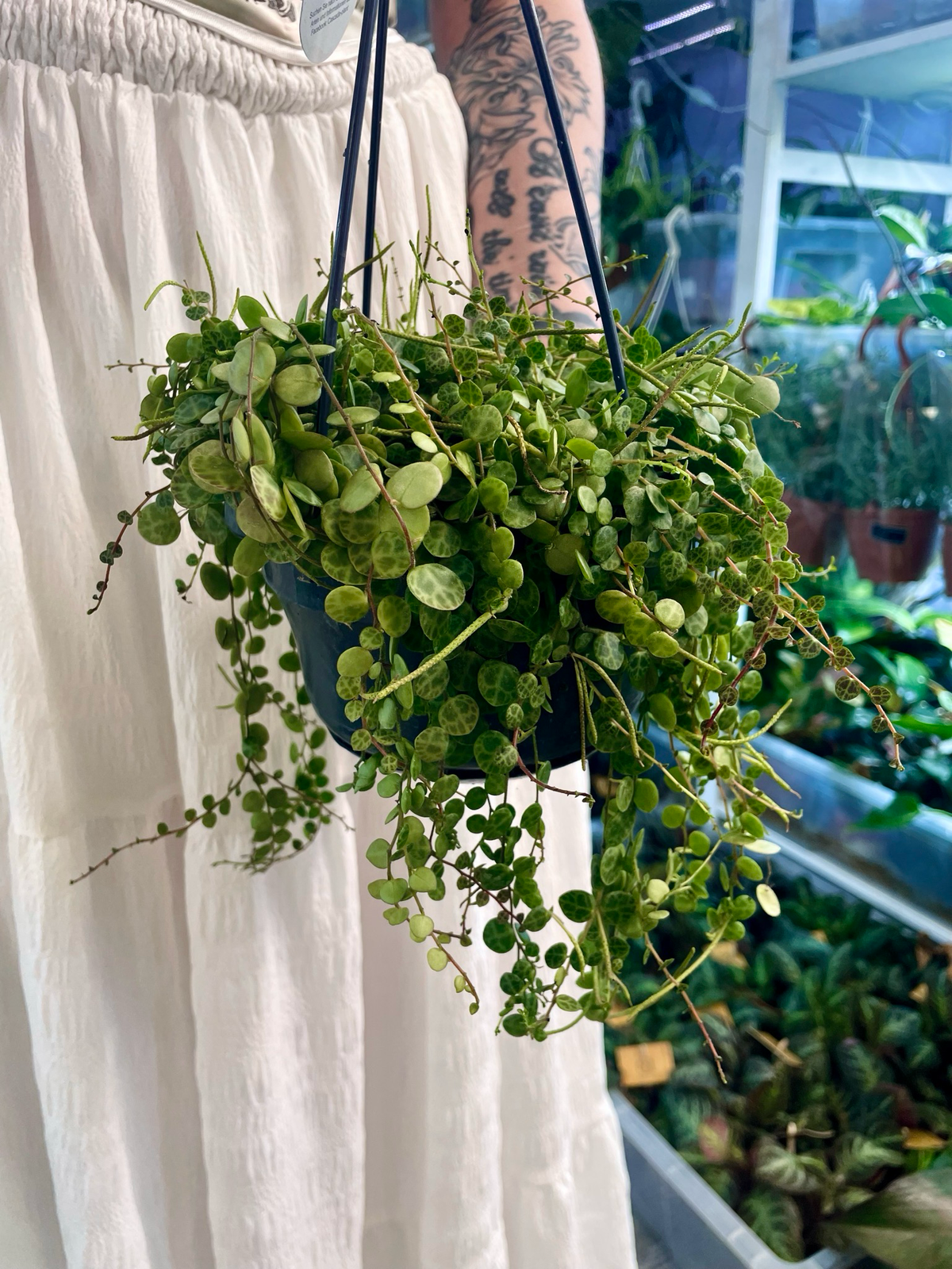 Peperomia prostrata string of turtles (niz kornjača) visilica fi14