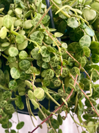 Peperomia prostrata string of turtles (niz kornjača) visilica fi14