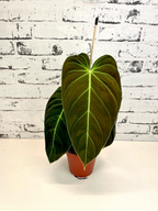 Philodendron Melanochrysum fi12