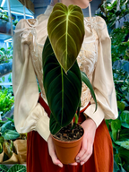 Philodendron Melanochrysum fi12