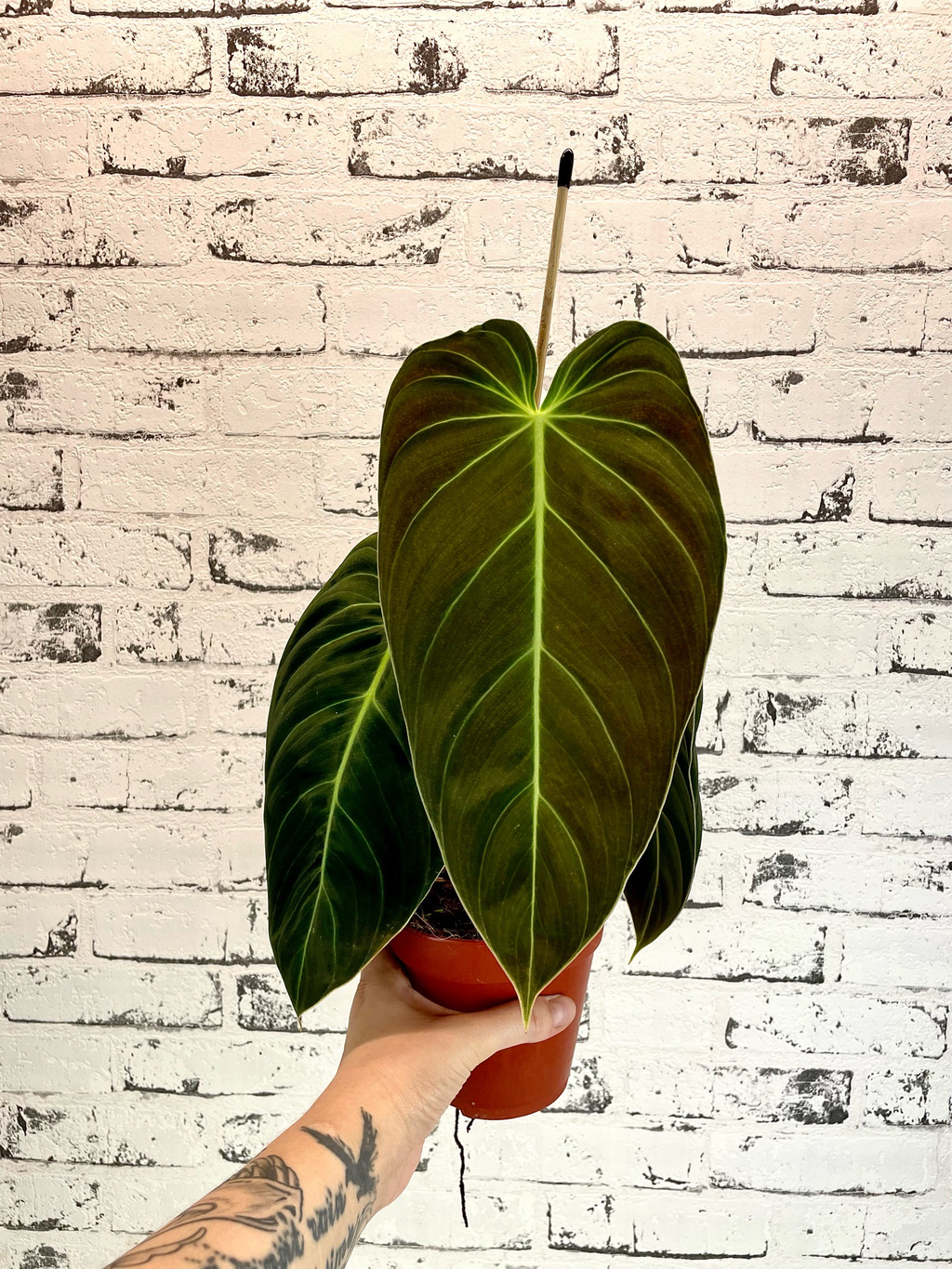 Philodendron Melanochrysum fi12