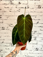 Philodendron Melanochrysum fi12
