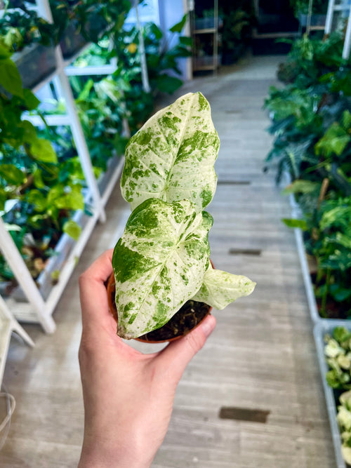 Alocasia Variegata Odora Batik fi8