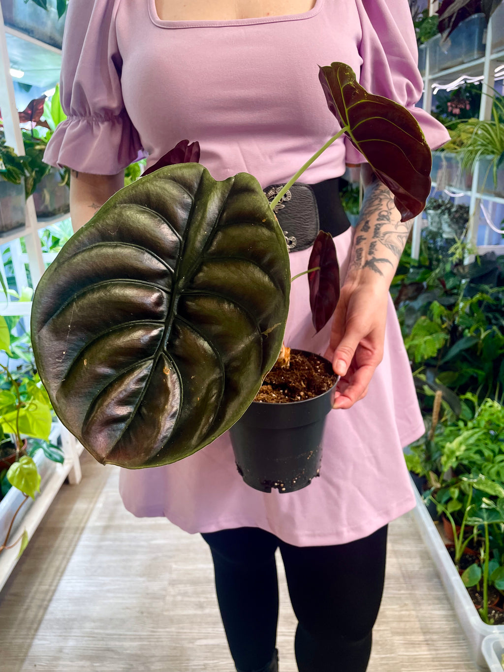 Alocasia Cuprea (Red Secret) fi14