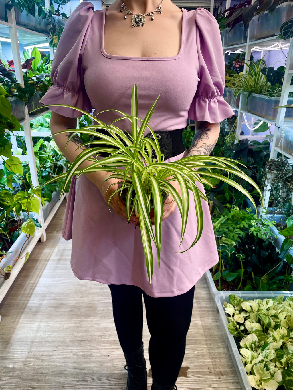Chlorophytum Variegata spider plant (spider plant/green lily) fi12