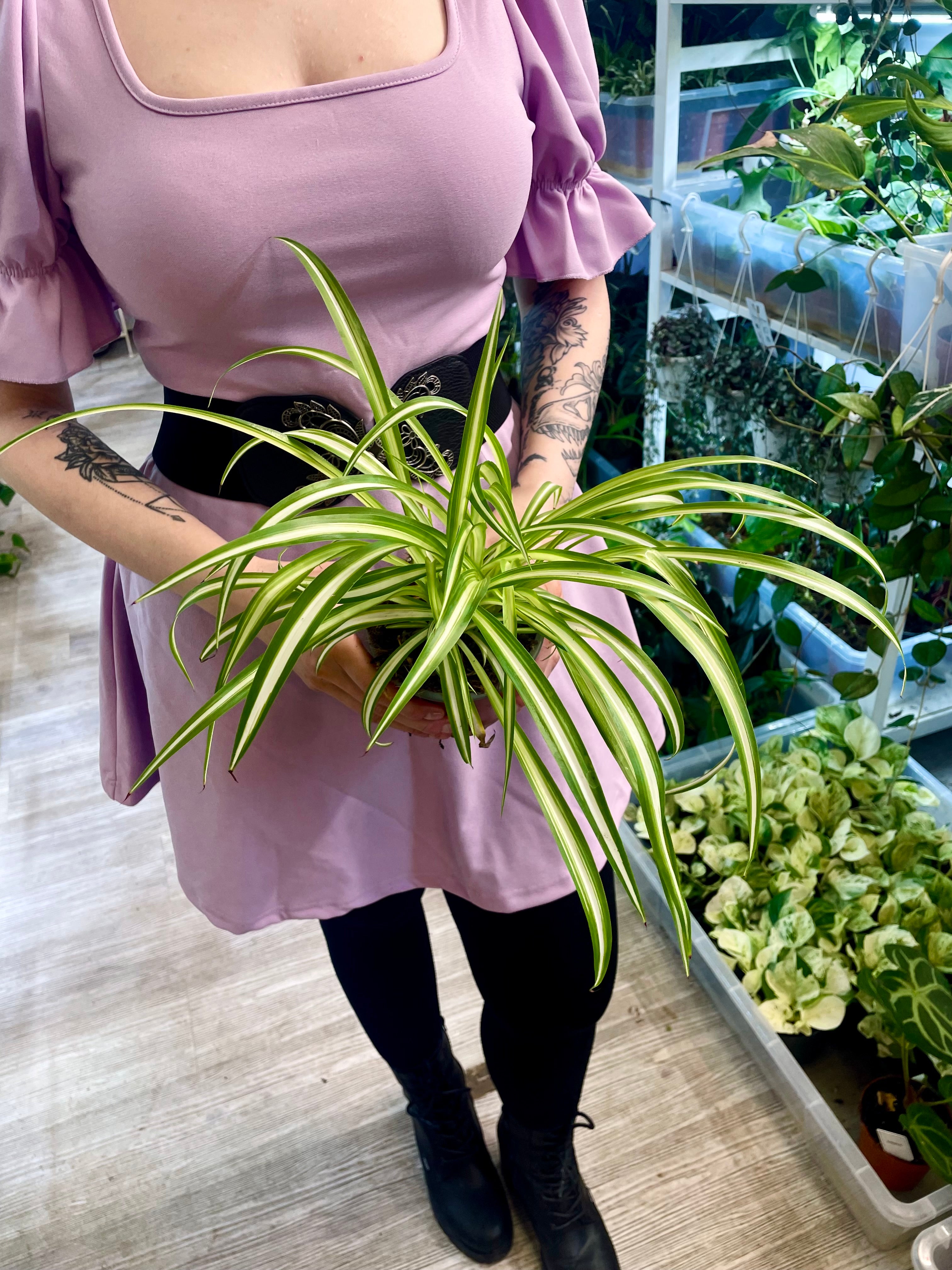 Chlorophytum Variegata spider plant (spider plant/green lily) fi12