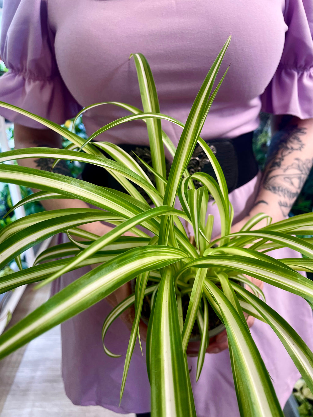Chlorophytum Variegata spider plant (spider plant/green lily) fi12
