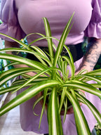 Chlorophytum Variegata spider plant (spider plant/green lily) fi12