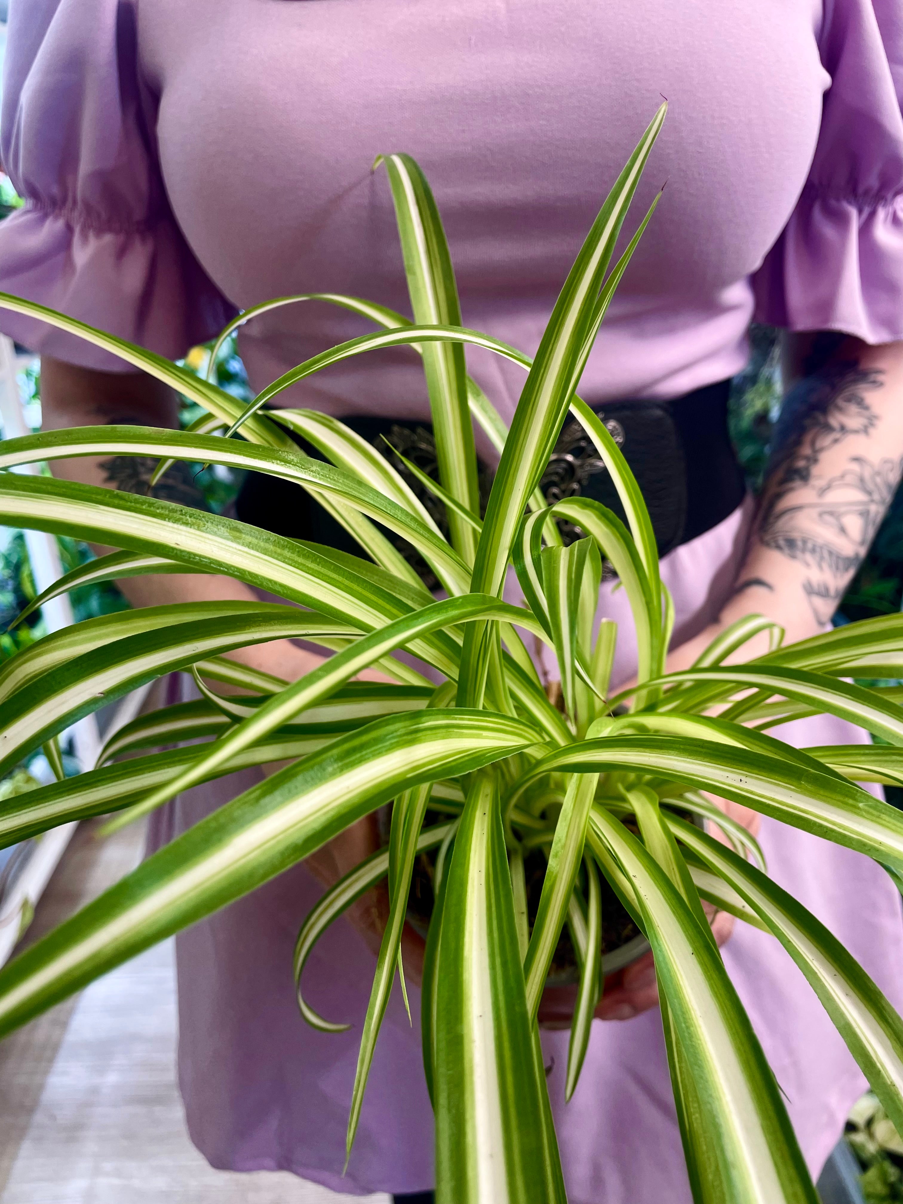 Chlorophytum Variegata spider plant (spider plant/green lily) fi12