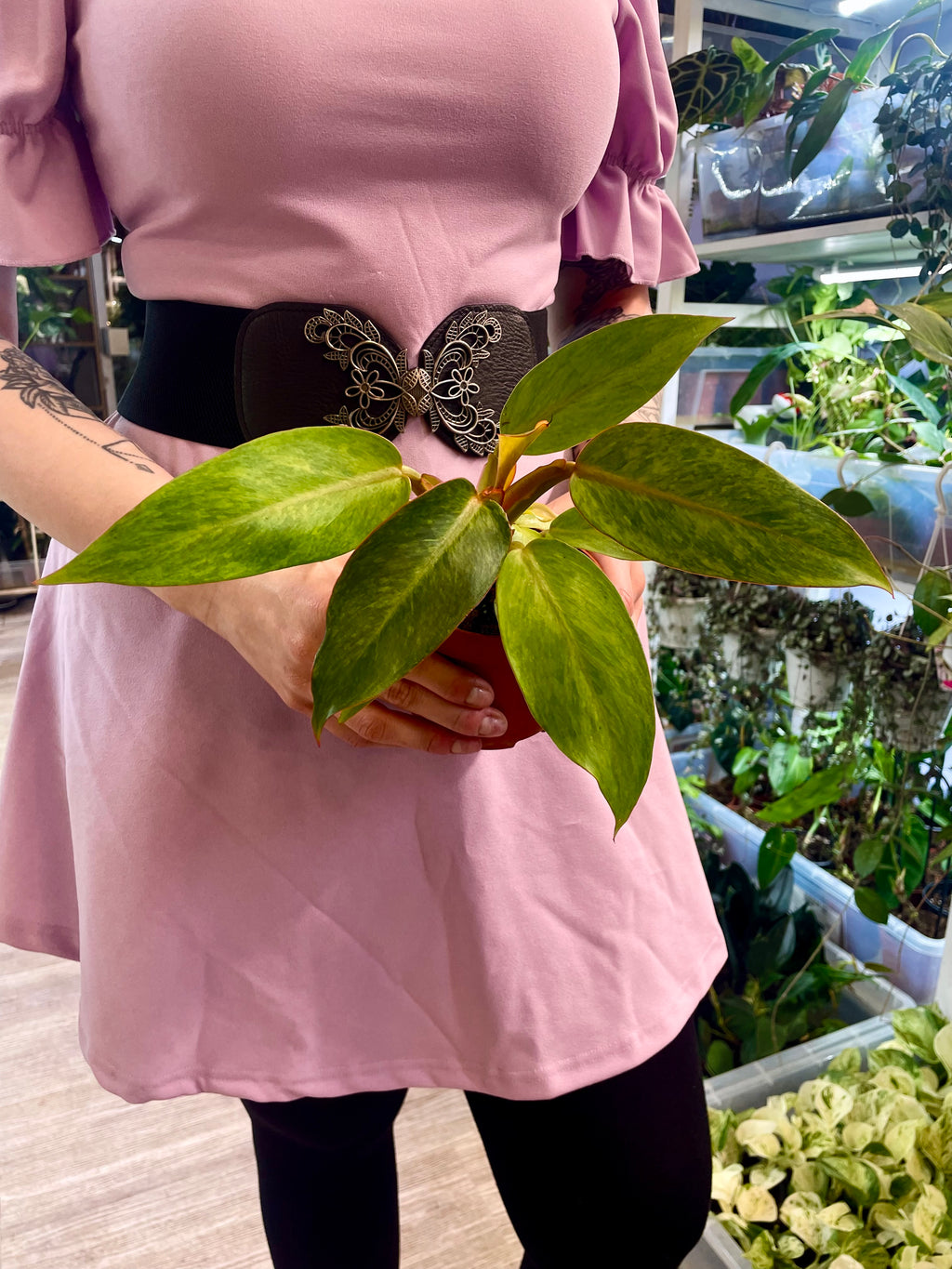 Philodendron Orange Marmalade pot 10.5cm