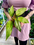 Philodendron Orange Marmalade pot 10.5cm