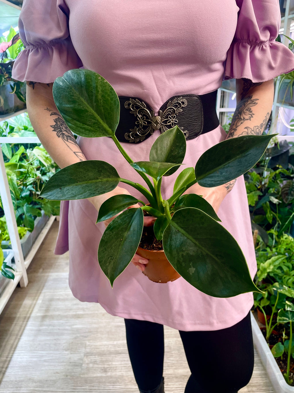 Homalomena Red Sumatra fi10.5