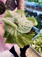 Platycerium Superbum Giant Staghorn Fern (Divovska Rogata Paprat) fi12