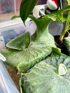 Platycerium Superbum Giant Staghorn Fern (Divovska Rogata Paprat) fi12