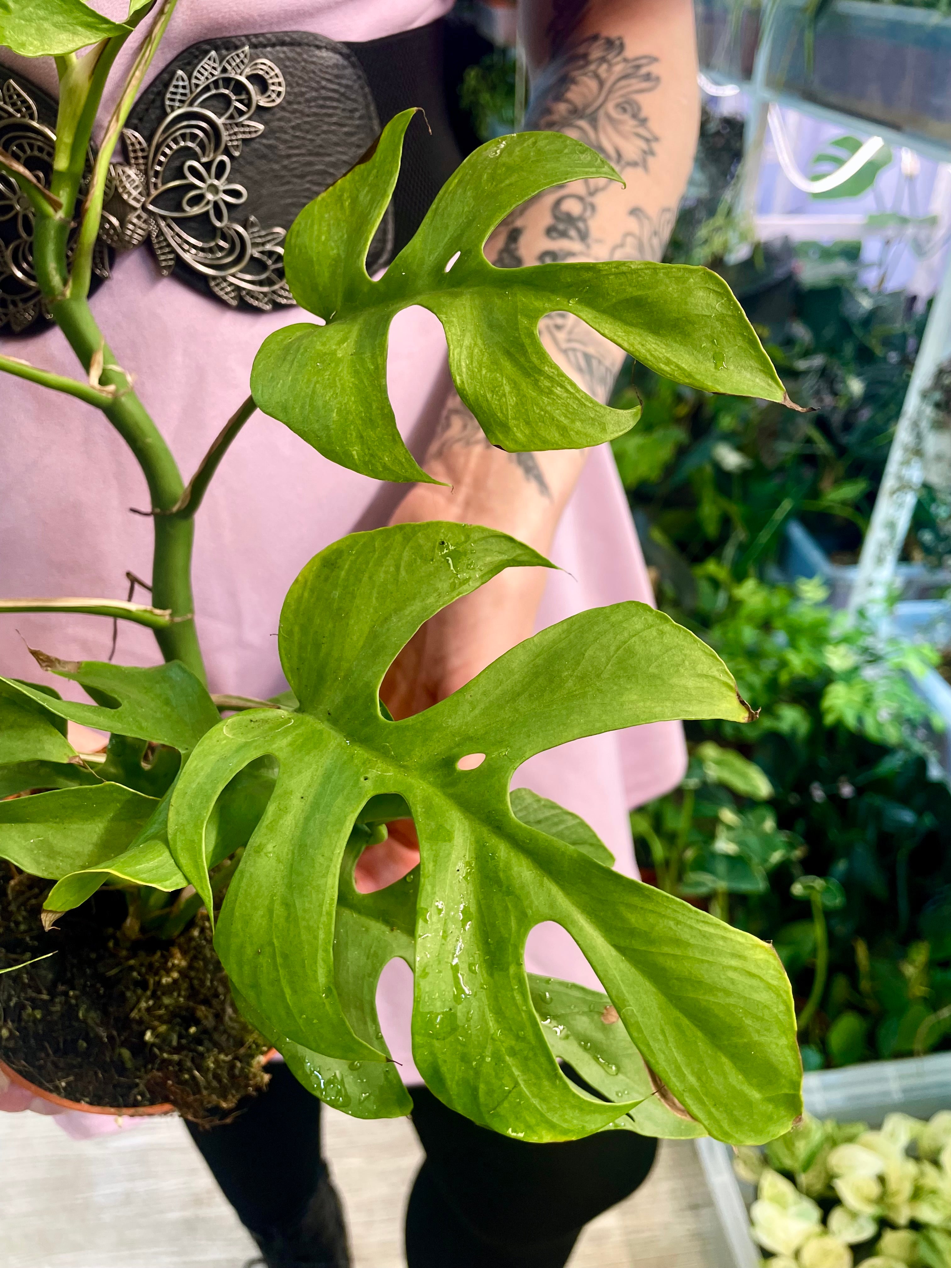 Rhaphidophora Tetrasperma Goldrush fi12