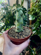Boobie Cactus - Myrtillocactus geometrizans Fukurokuryuzinboku fi10,5