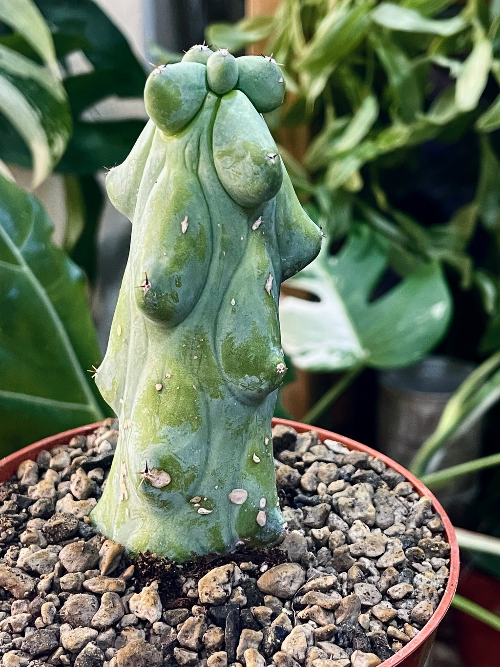 Boobie Cactus - Myrtillocactus geometrizans Fukurokuryuzinboku fi10,5