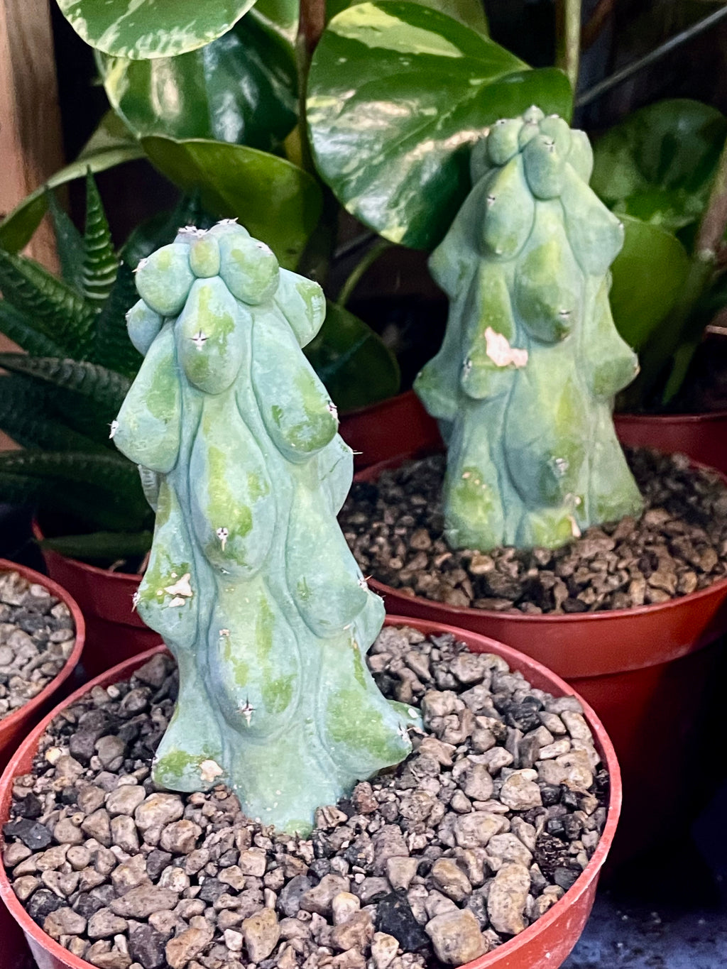 Boobie Cactus - Myrtillocactus geometrizans Fukurokuryuzinboku fi10,5