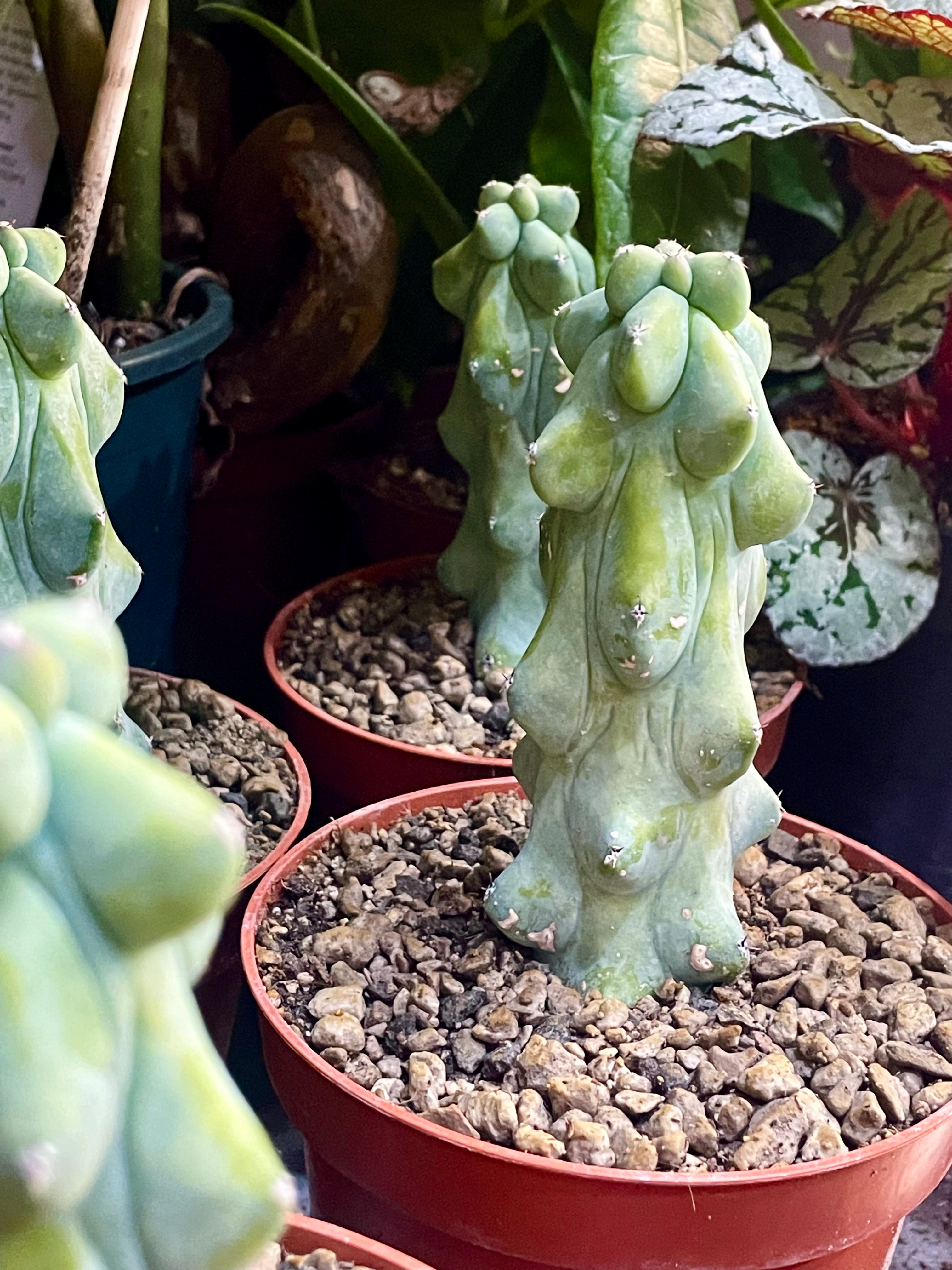 Boobie Cactus - Myrtillocactus geometrizans Fukurokuryuzinboku fi10,5