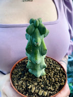Boobie Cactus - Myrtillocactus geometrizans Fukurokuryuzinboku fi10,5
