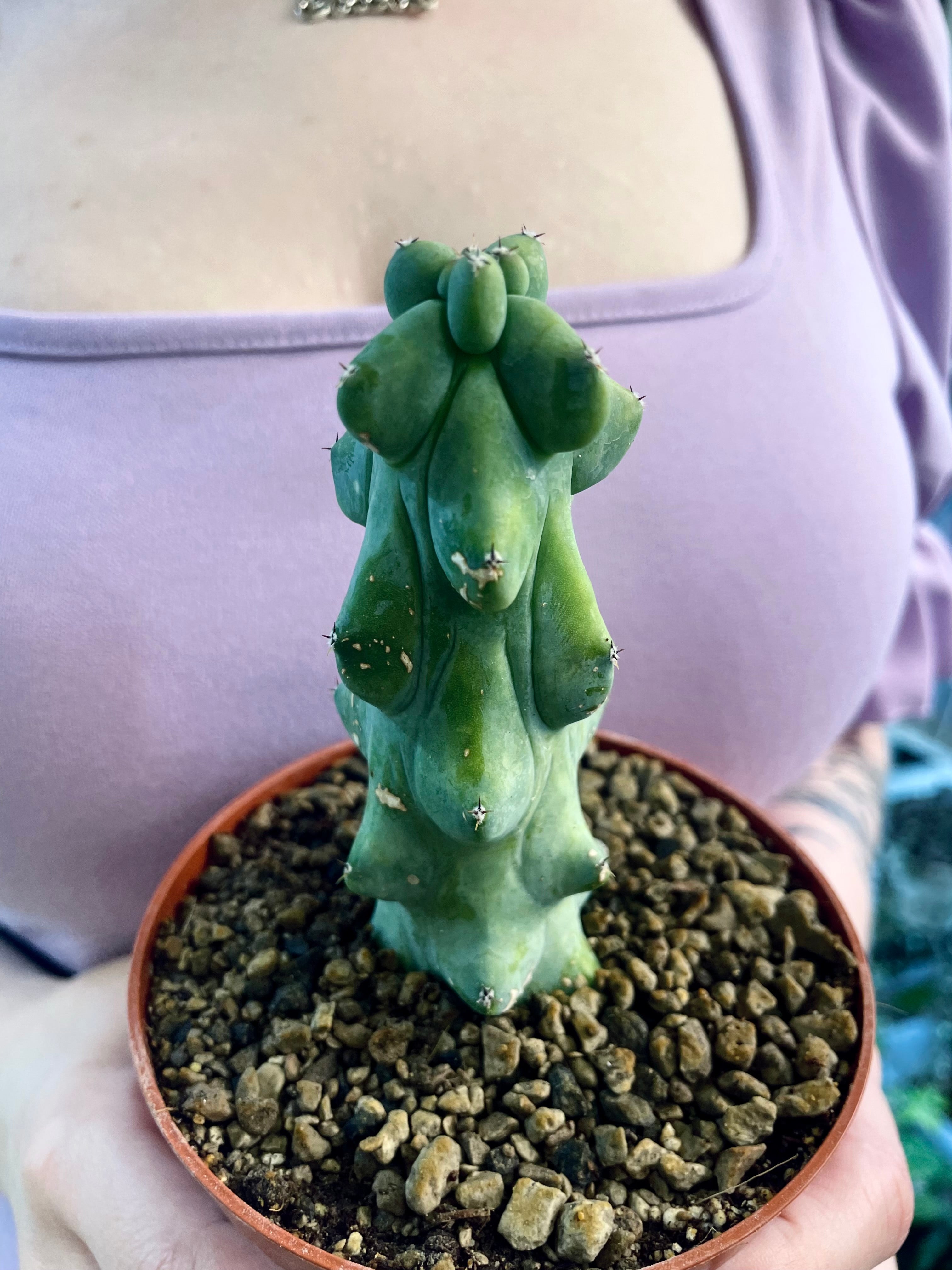 Boobie Cactus - Myrtillocactus geometrizans Fukurokuryuzinboku fi10,5