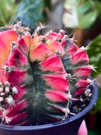 Gymnocalycium mihanovichii Japan Variegata fi10