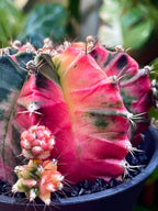 Gymnocalycium mihanovichii Japan Variegata fi10