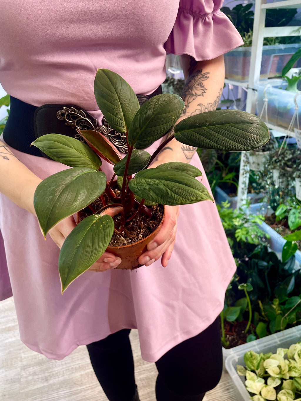 Homalomena Red Sumatra fi10.5